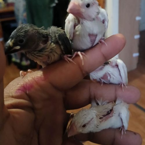 Paddas java mutation bébé