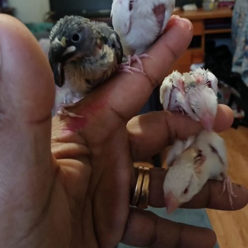 Paddas java mutation bébé #3