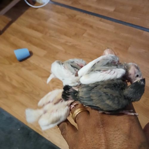 Paddas java mutation bébé #5