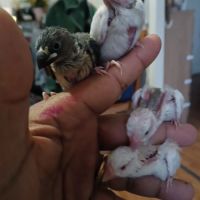 Paddas java mutation bébé #1