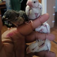 Paddas java mutation bébé