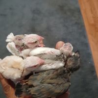 Paddas java mutation bébé #4