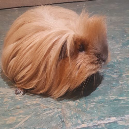 Cochon d'inde cherche famille