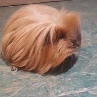 Cochon d'inde cherche famille