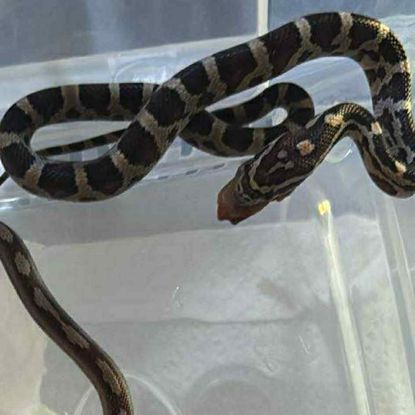 Juvénile serpent des blés