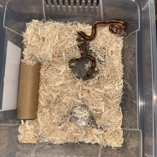 Juvénile serpent des blés #3