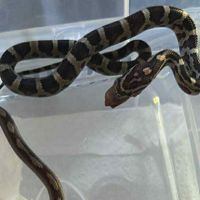 Juvénile serpent des blés