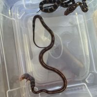 Juvénile serpent des blés #2