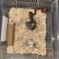 Juvénile serpent des blés #3