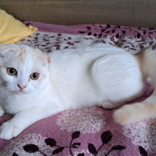 Petit mâle scottish fold #0