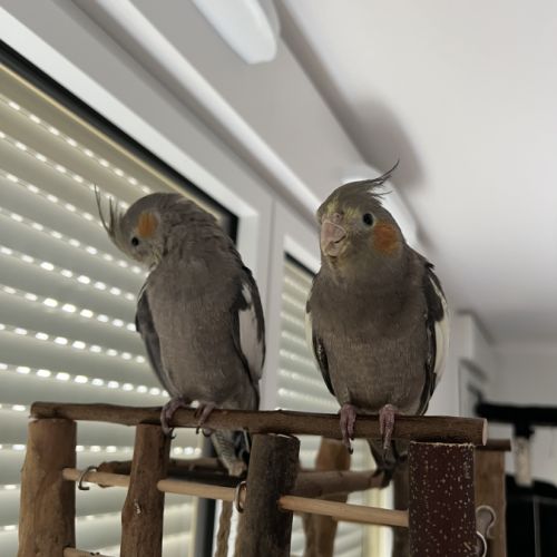 2 calopsittes eam + cage, accessoires, ect #1