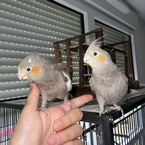 2 calopsittes eam + cage, accessoires, ect #2