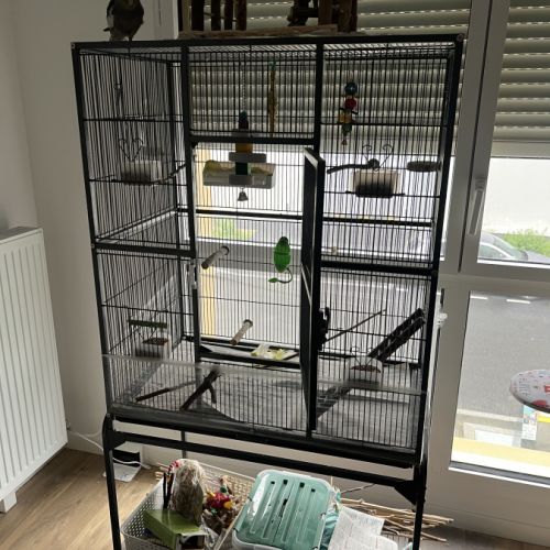2 calopsittes eam + cage, accessoires, ect #4