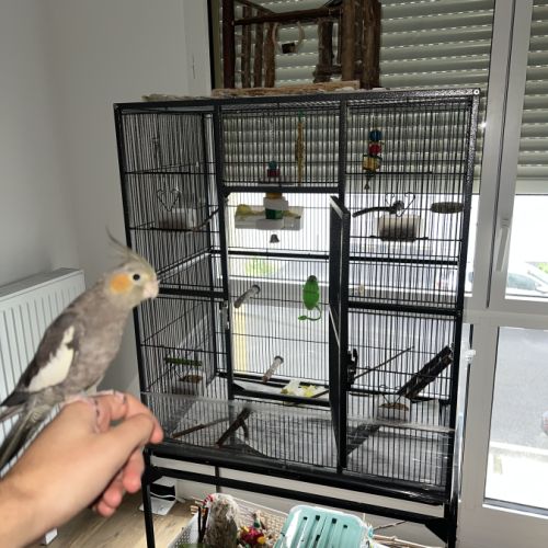 2 calopsittes eam + cage, accessoires, ect #5