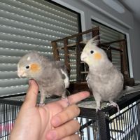 2 calopsittes eam + cage, accessoires, ect #2