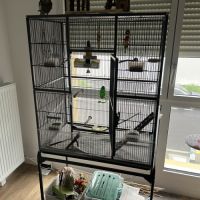 2 calopsittes eam + cage, accessoires, ect #4