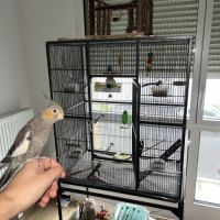 2 calopsittes eam + cage, accessoires, ect #5