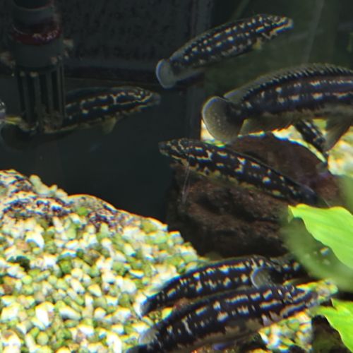 Cichlidés  lac tanganyika #4