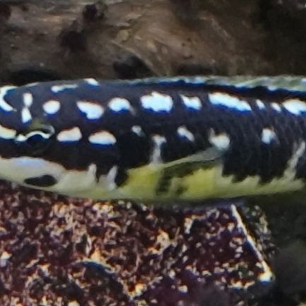 Cichlidés  lac tanganyika #5