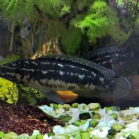 Cichlidés  lac tanganyika #1