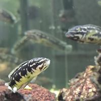 Cichlidés  lac tanganyika #2