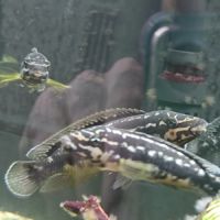 Cichlidés  lac tanganyika #0