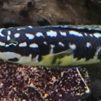 Cichlidés  lac tanganyika #5