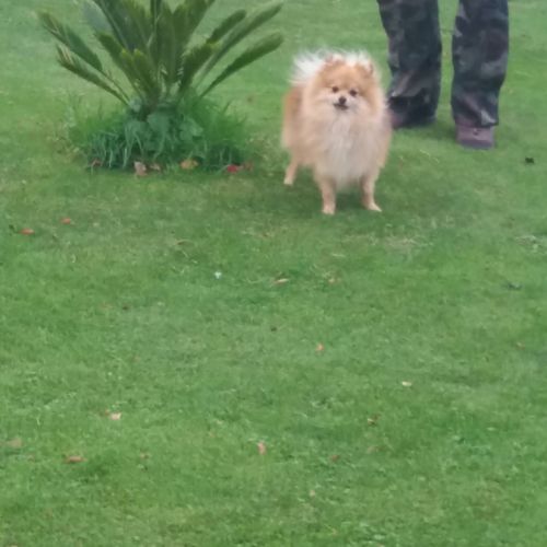 Cherche femelle spitz pour saillie #1