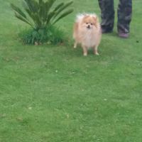 Cherche femelle spitz pour saillie #1