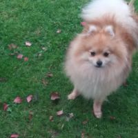 Cherche femelle spitz pour saillie