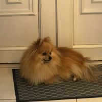 Cherche femelle spitz pour saillie #3