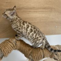 Chaton bengal loof