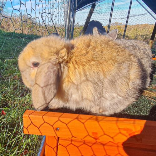 Vente de 4 magnifiques lapins #1