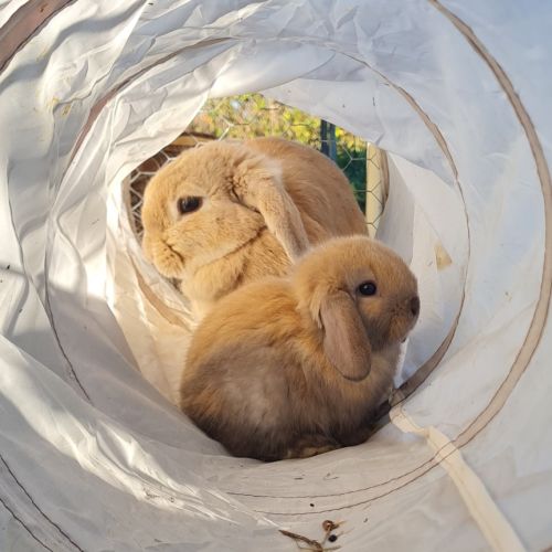 Vente de 4 magnifiques lapins #2