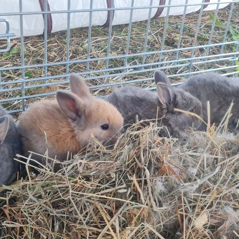 Vente de 4 magnifiques lapins #3