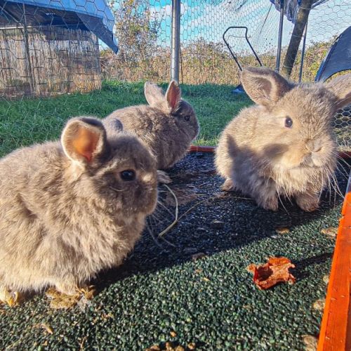Vente de 4 magnifiques lapins #0