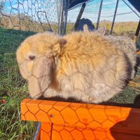 Vente de 4 magnifiques lapins #1