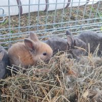 Vente de 4 magnifiques lapins #3