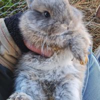 Vente de 4 magnifiques lapins #4