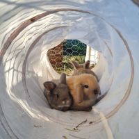 Vente de 4 magnifiques lapins #6