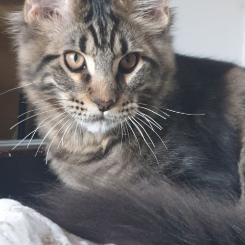 Chatons maine coon loof #2