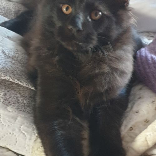 Chatons maine coon loof #3