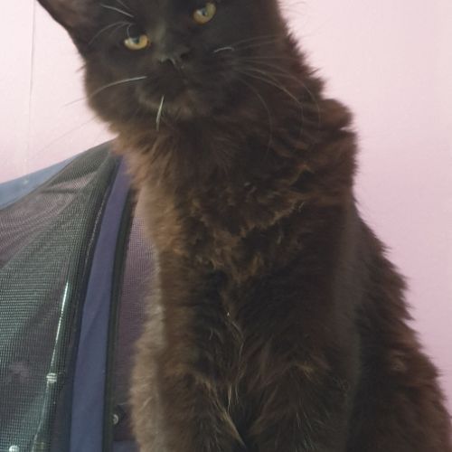 Chatons maine coon loof #4