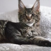 Chatons maine coon loof