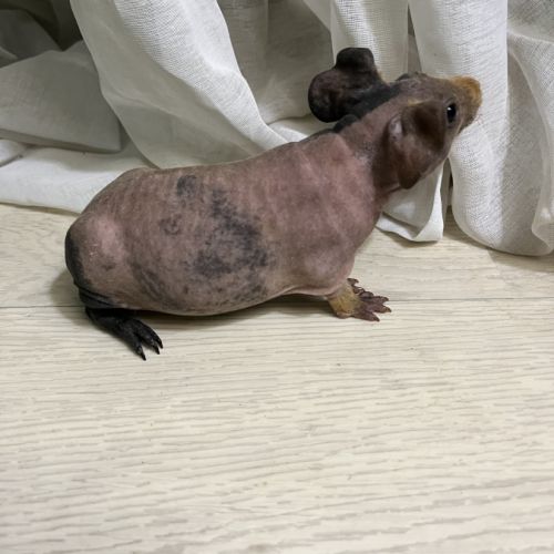 Mâle cochon d’inde skinny #1