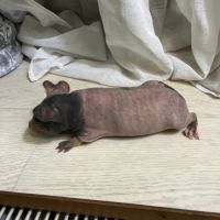 Mâle cochon d’inde skinny #2