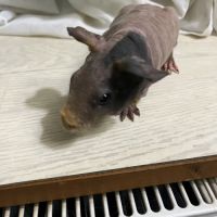 Mâle cochon d’inde skinny #0