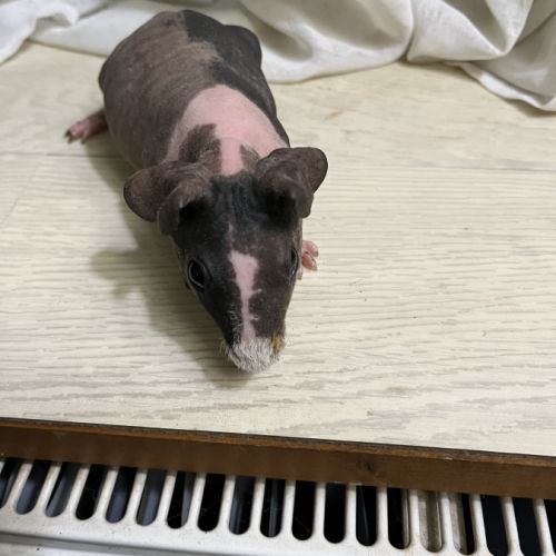 Mâle cochon d’inde skinny #1