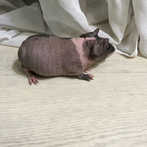 Mâle cochon d’inde skinny