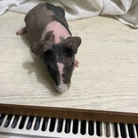 Mâle cochon d’inde skinny #1